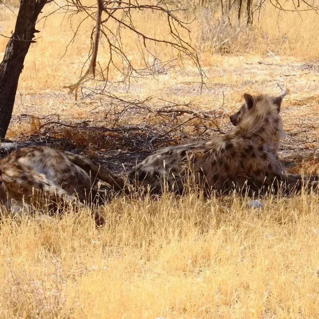 Cheetah resting under a tree